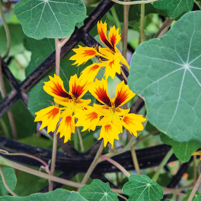 nasturtium phoenix