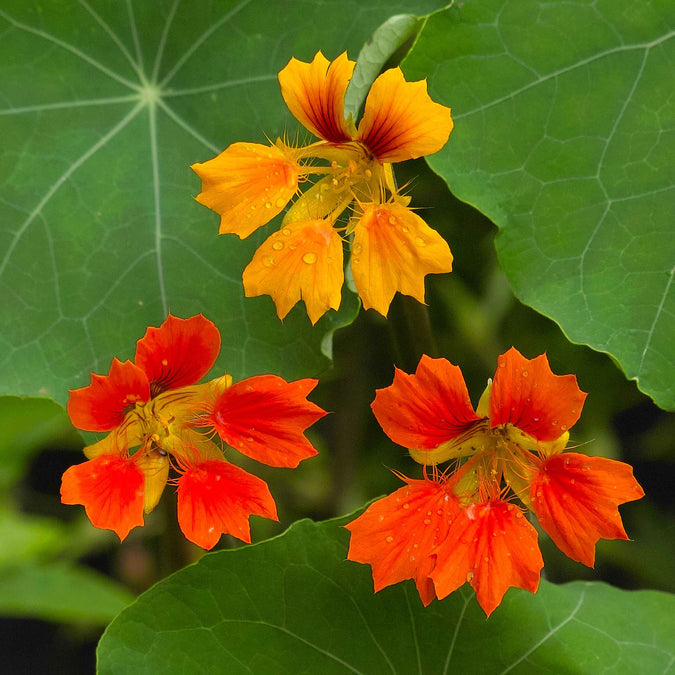 nasturtium phoenix