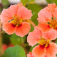 nasturtium vesuvius