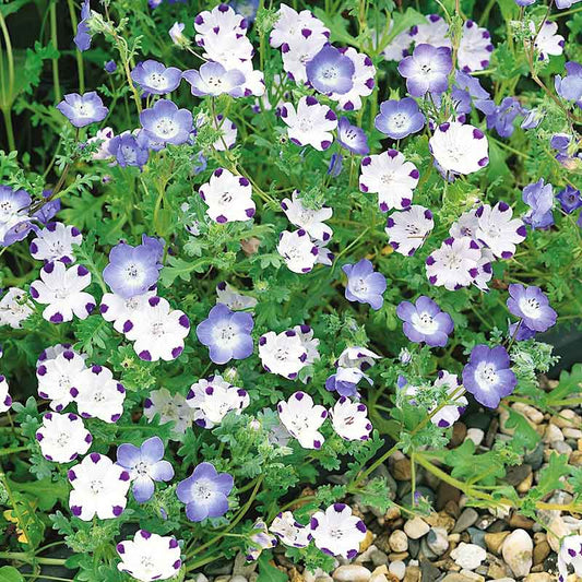 nemophila mix