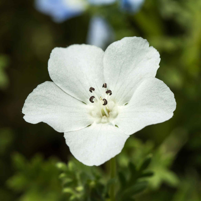 nemophila snow white