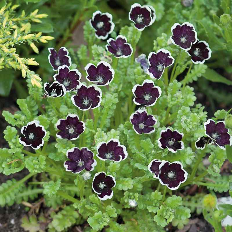 nemophila penny black