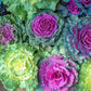 ornamental kale mix