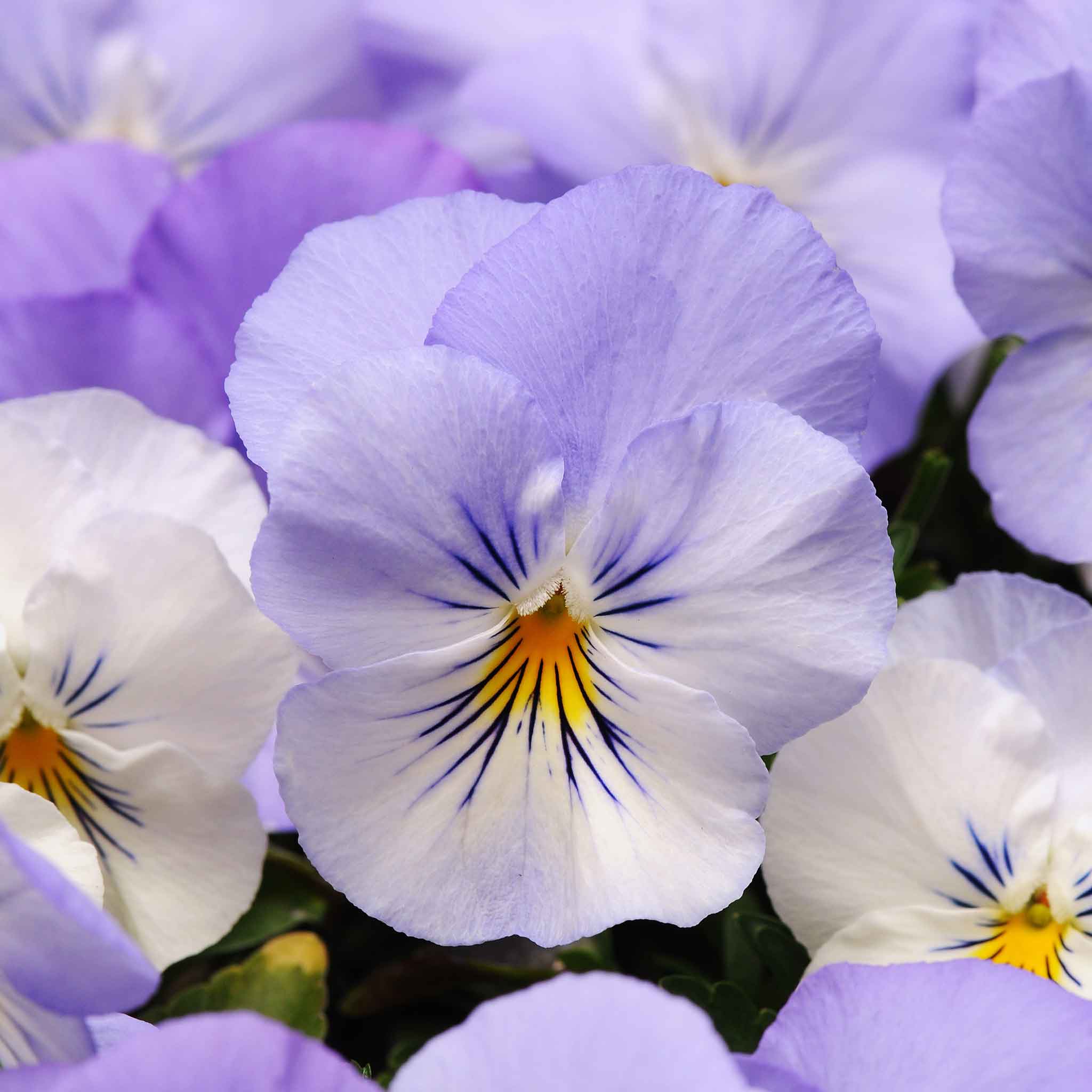 Pansy Seeds - Cool Wave Frost | Flower Seeds in Packets & Bulk | Eden ...