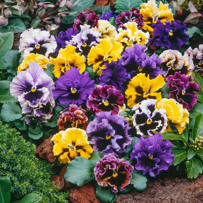 pansy frizzle sizzle mix | copyright: Floramedia UK Ltd