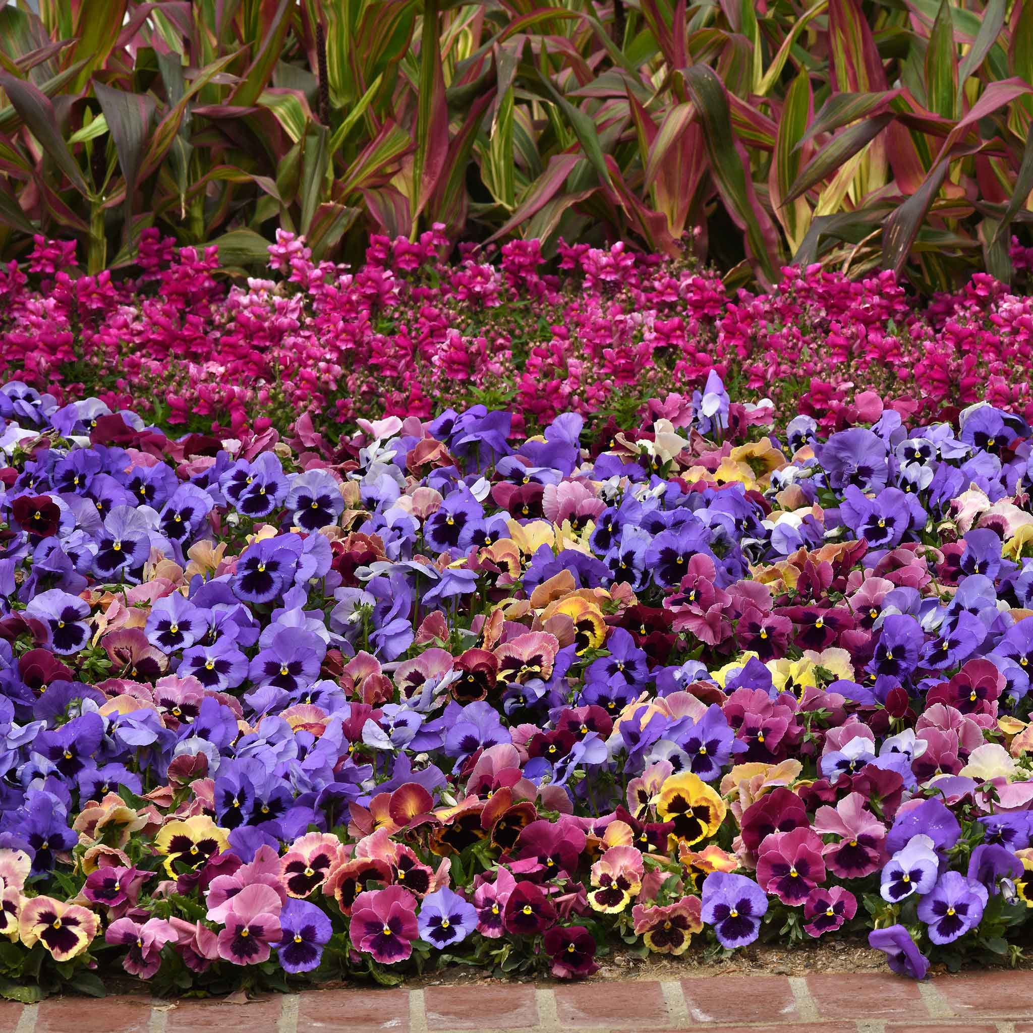 Pansy Seeds - Matrix Costal Sunrise Mix | Flower Seeds in Packets ...