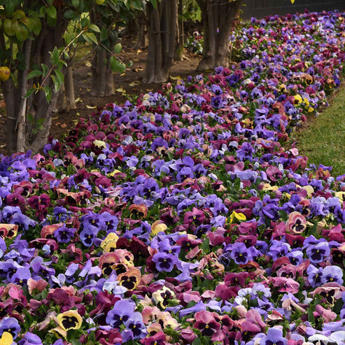 Pansy Seeds - Matrix Costal Sunrise Mix | Flower Seeds in Packets ...