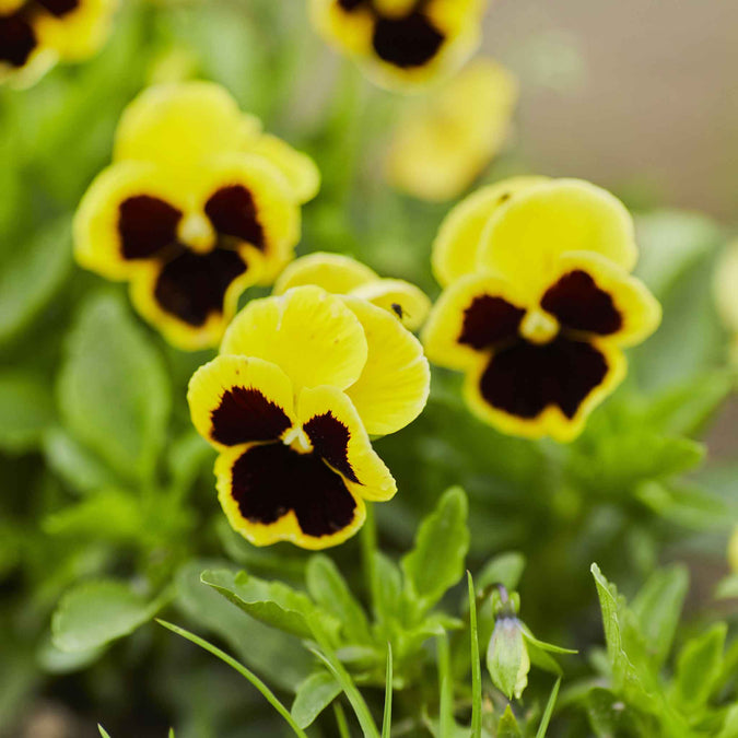 rhinegold pansy 