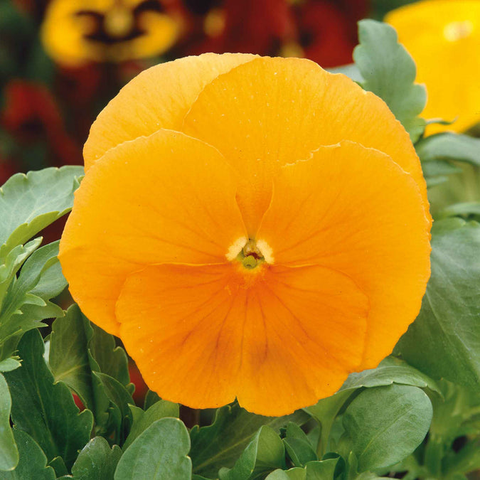 pansy swiss giants orange sun