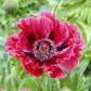 papaver harlem