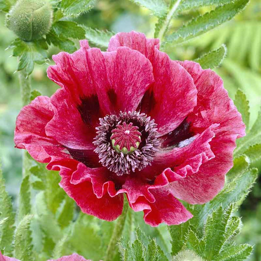 papaver harlem