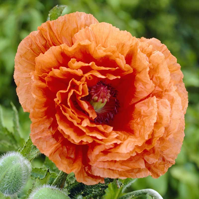 Papaver orientale - Harvest Moon | Spring Flower Bulbs | Eden Brothers