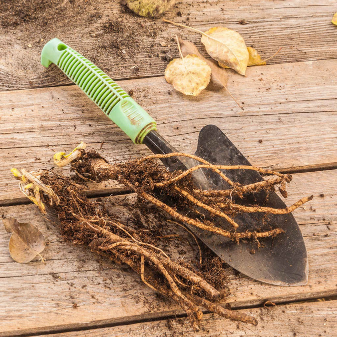 papaver roots