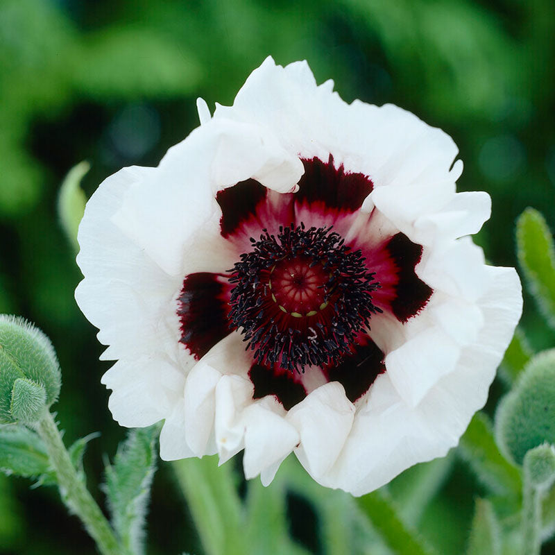 papaver royal wedding