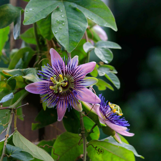 passiflora purple passion flower