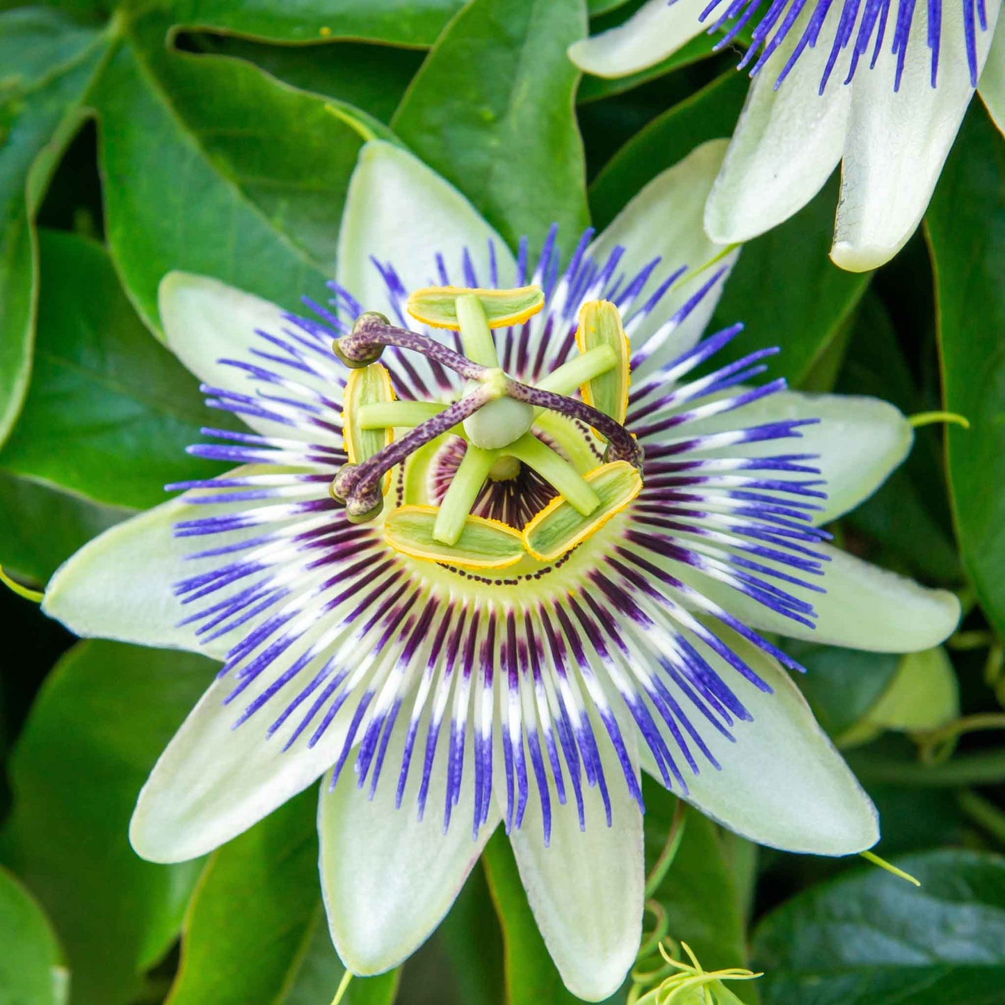 passiflora