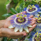 passiflora