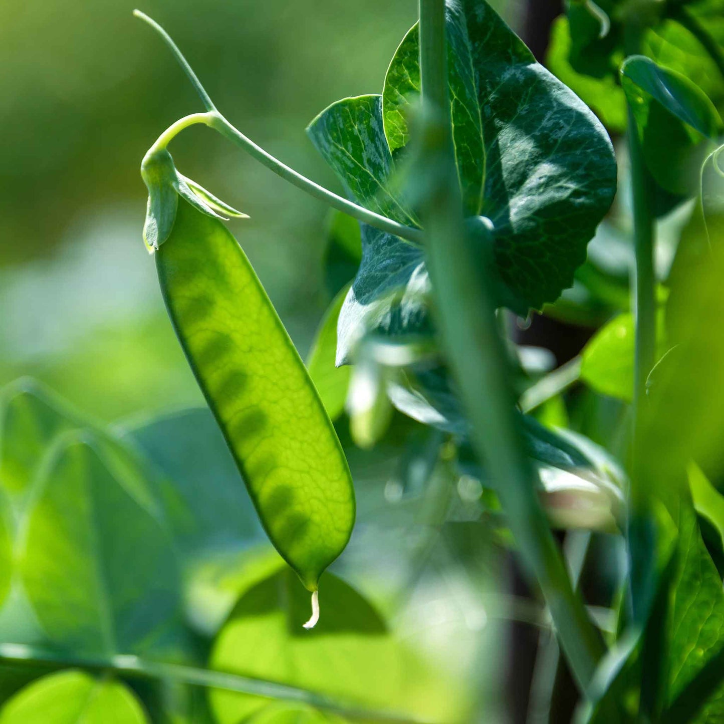 pea dwarf white sugar