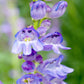 penstemon rocky mountain