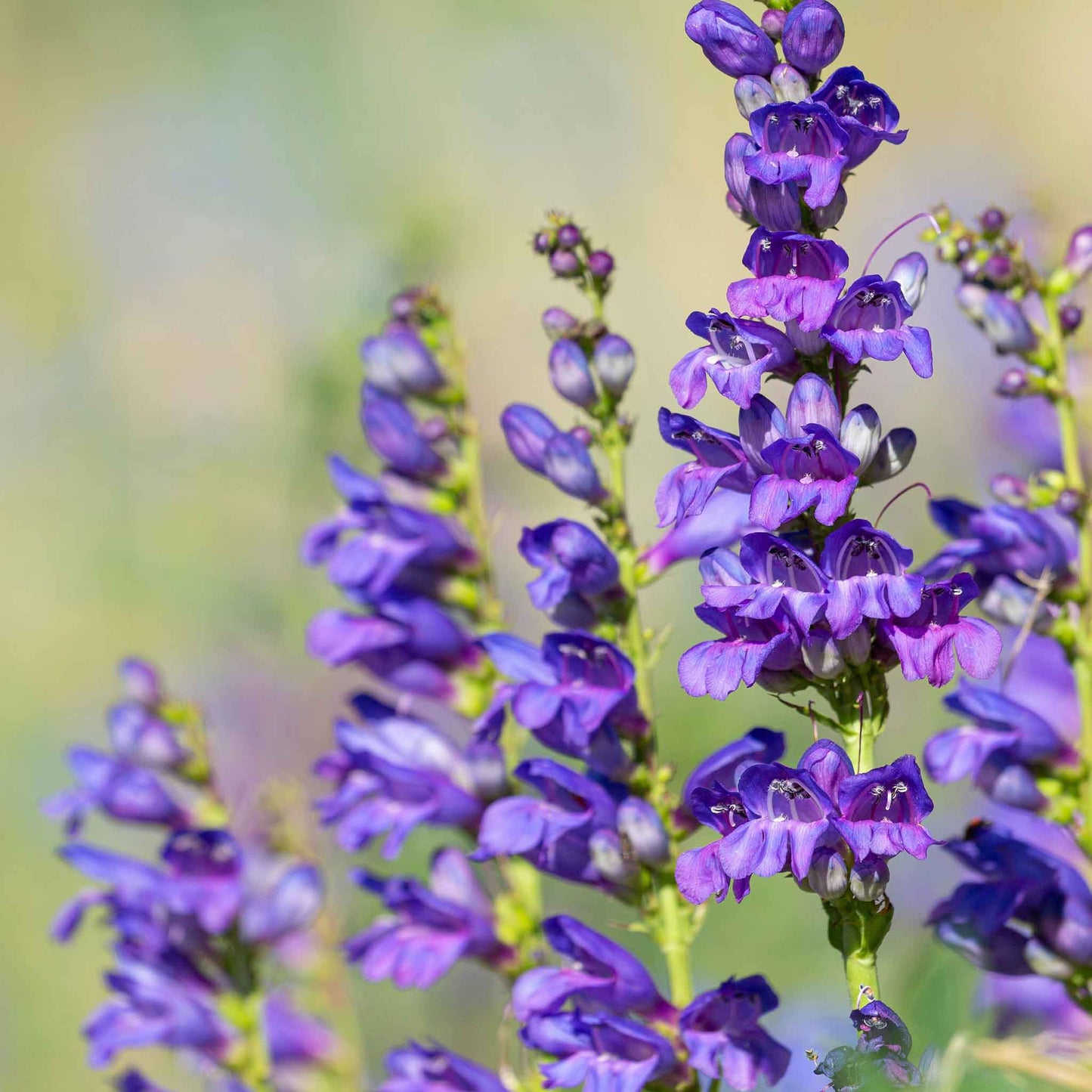 penstemon rocky mountain