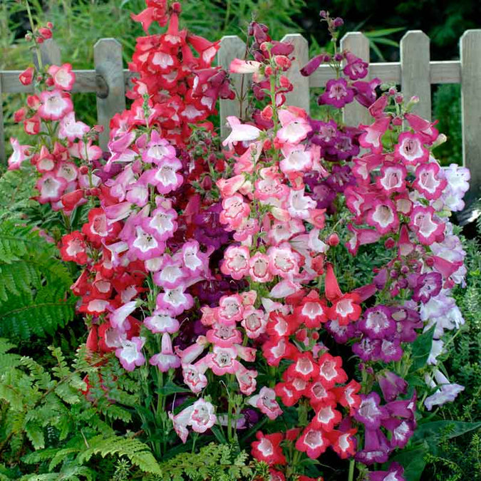 penstemon sensation mix | copyright: Floramedia UK Ltd