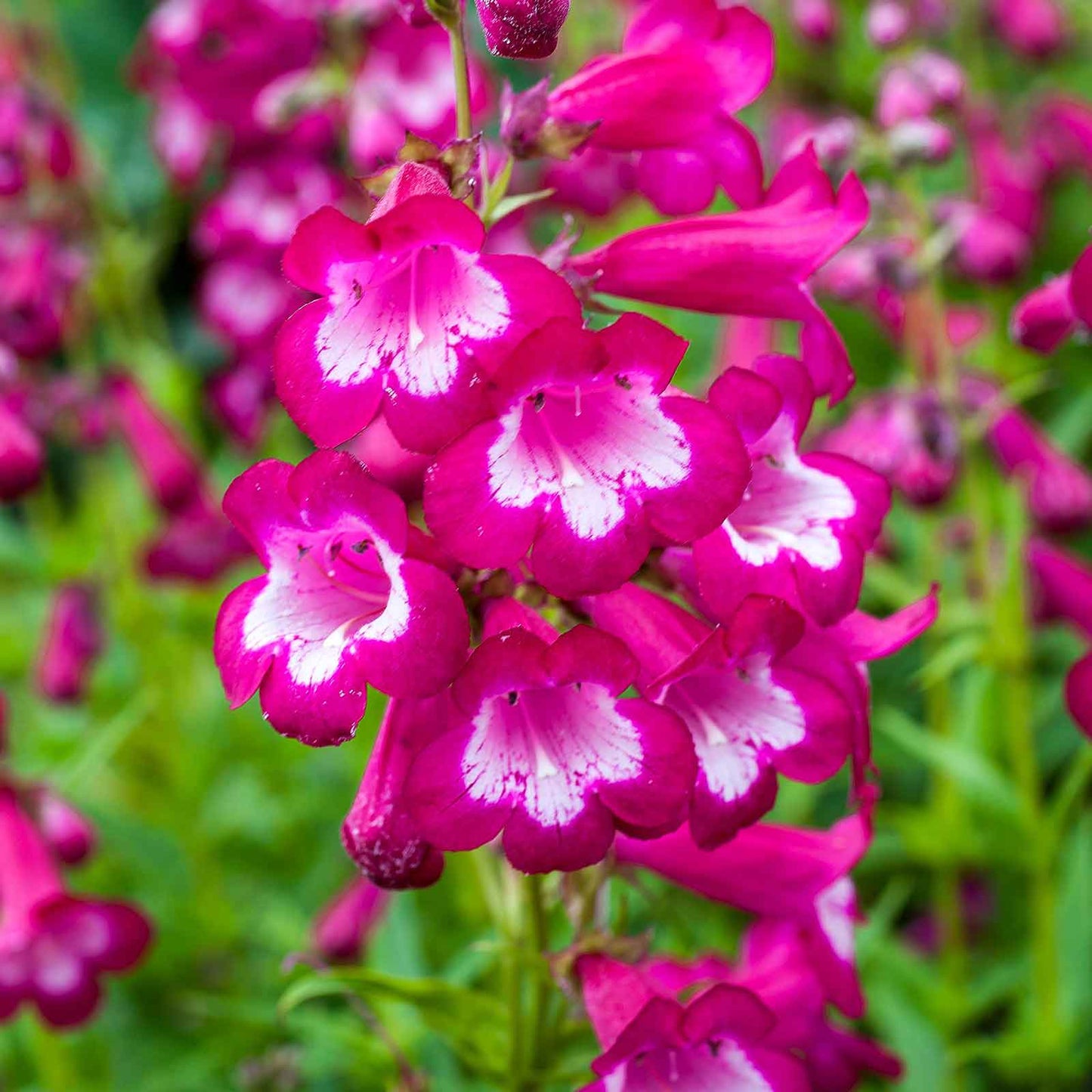 penstemon sensation mix