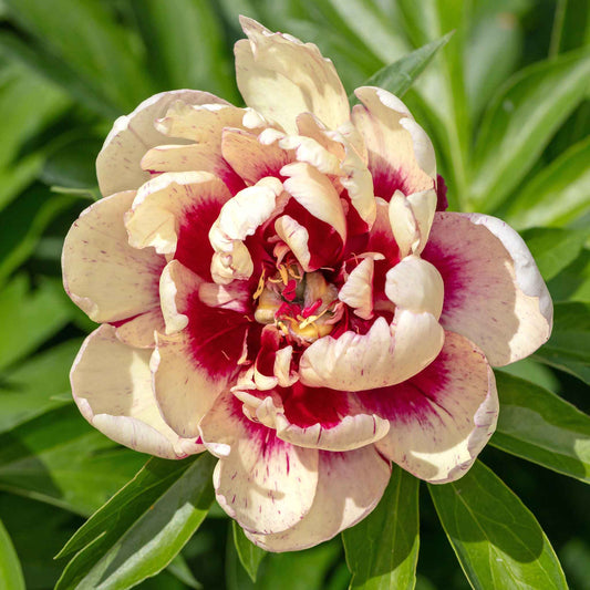 peony all that jazz