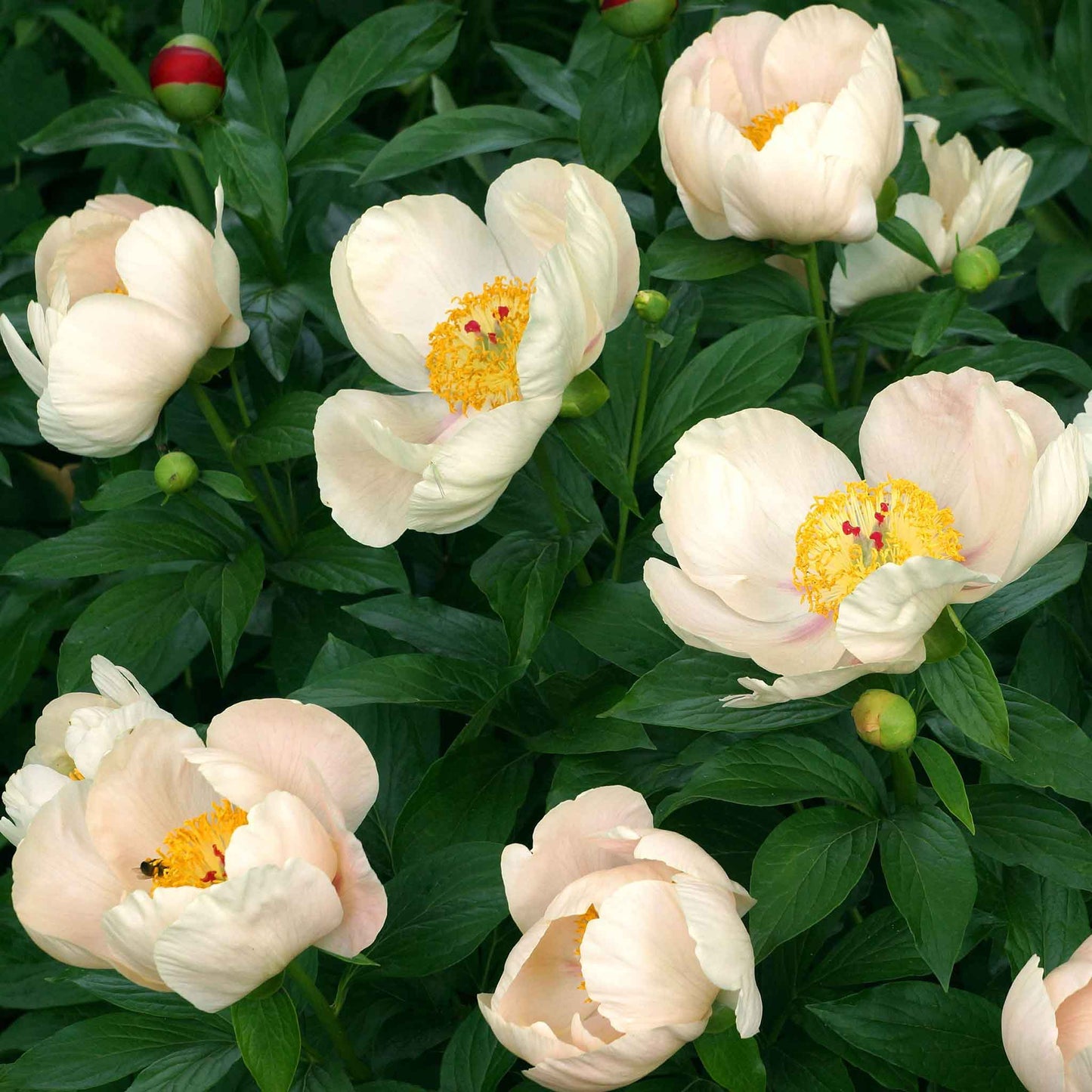 peony apricot whisper