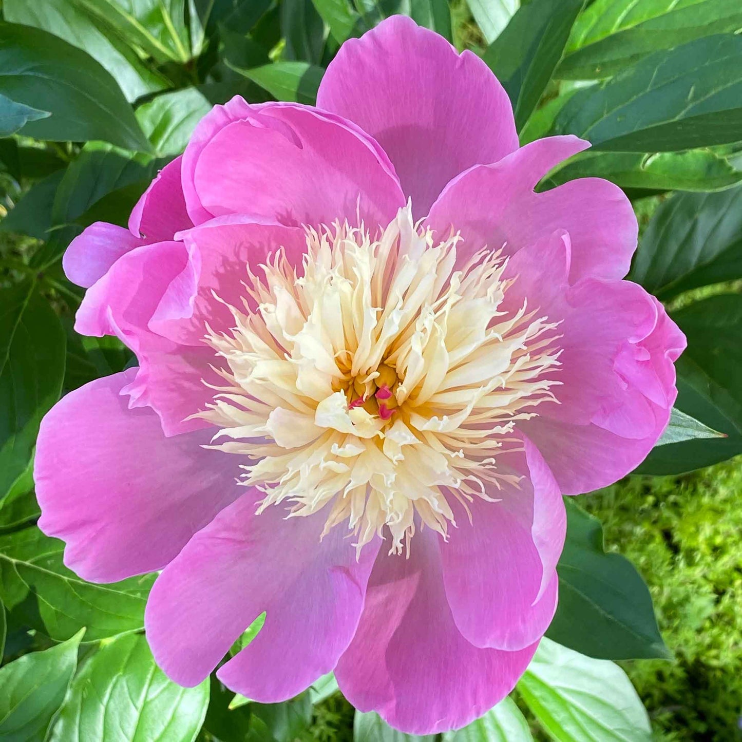 peony bowl of beauty