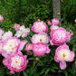 peony bowl of beauty