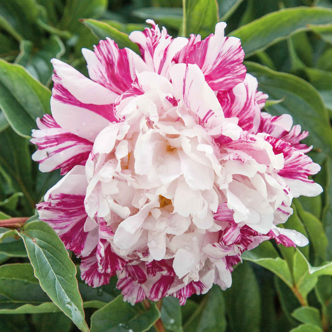 peony candy stripe