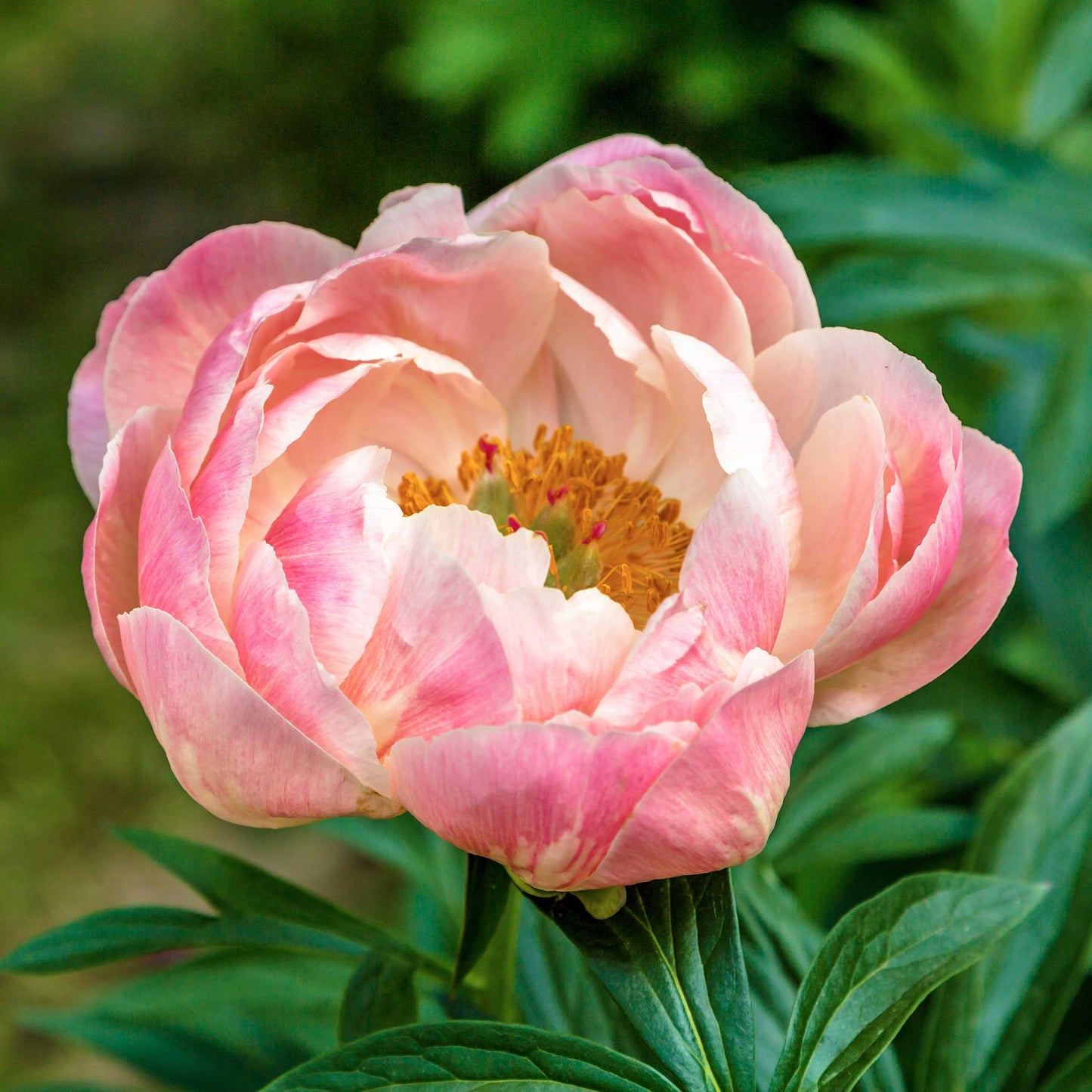 peony coral charm