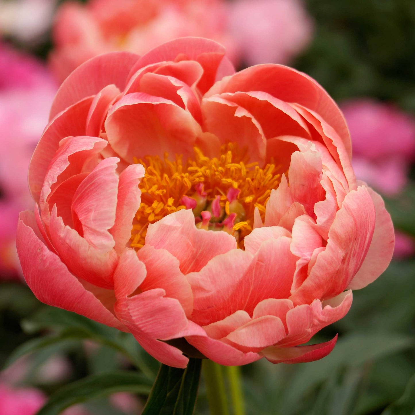 peonies coral charm