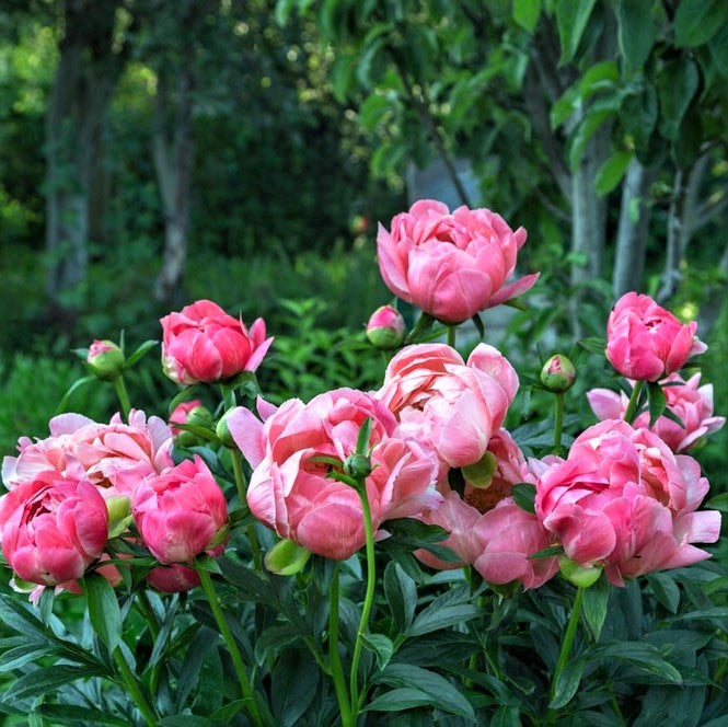 peony coral supreme