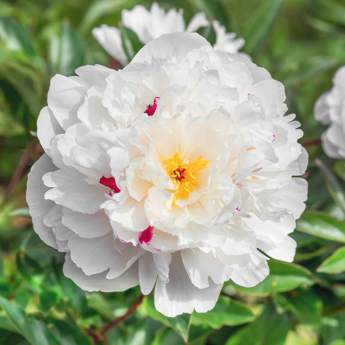 peony festiva maxima