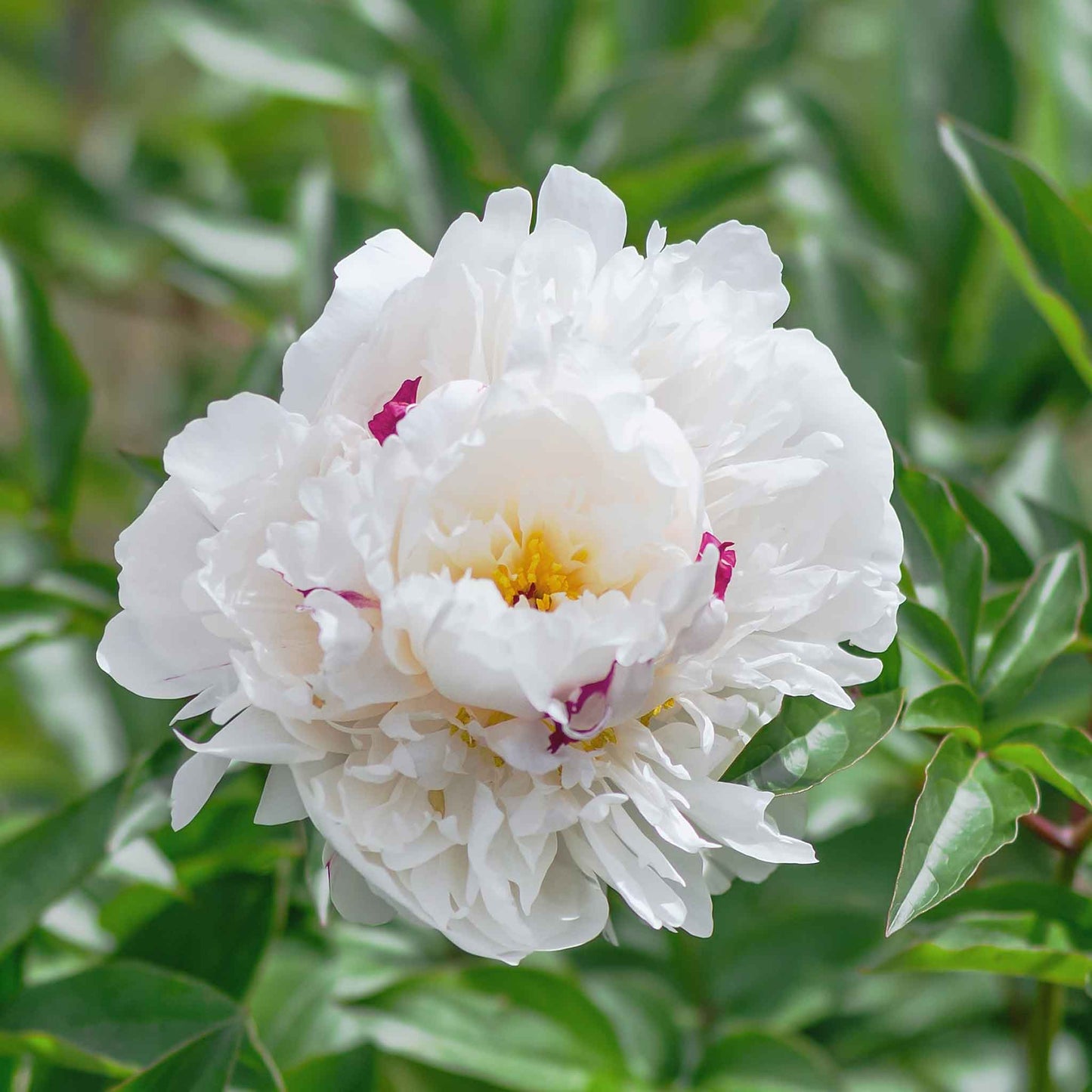 peony festiva maxima