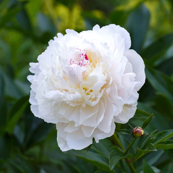 peony festiva maxima