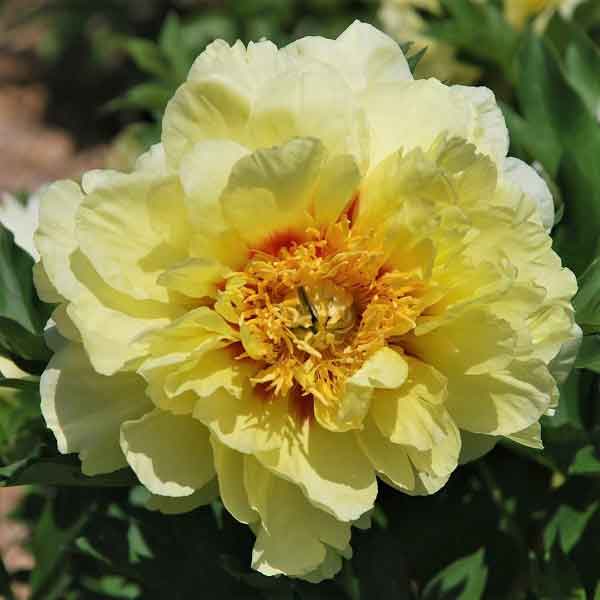 Itoh Peony Bulbs - Bartzella | Flower Bulbs | Eden Brothers