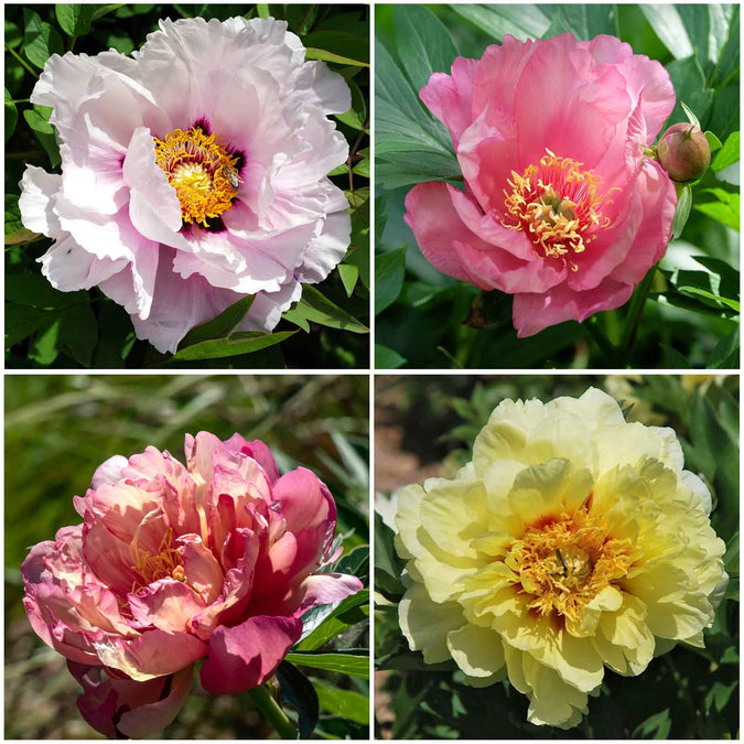 peony collection