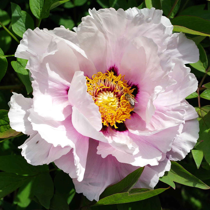 peony collection