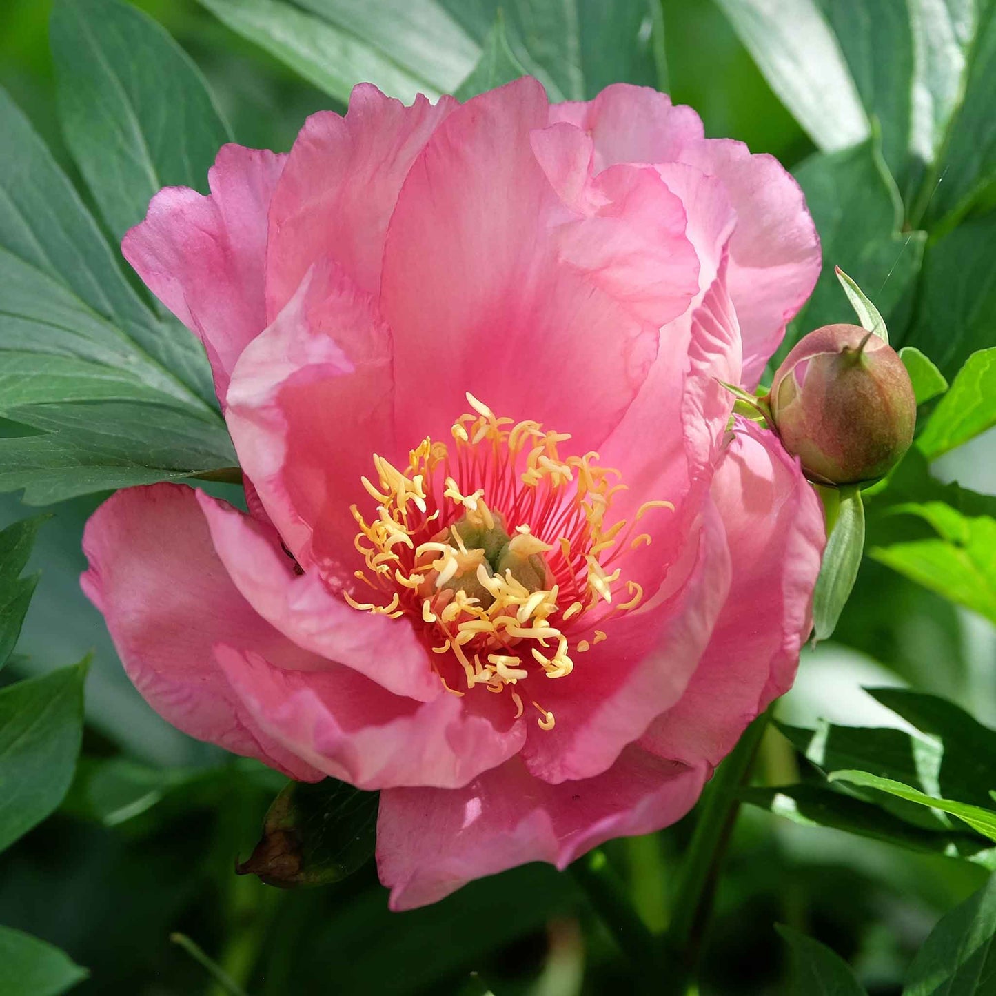 peony collection