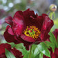 peony scarlet heaven