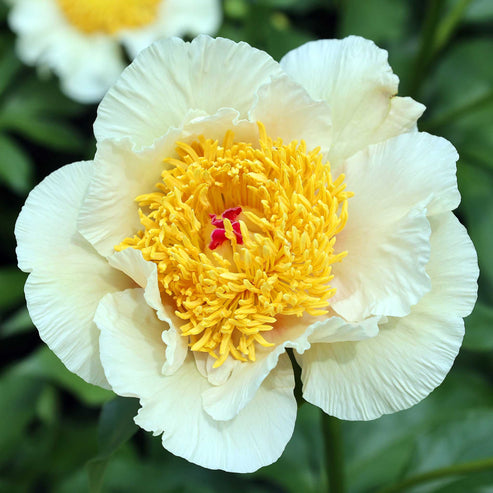 Peony Bulbs - Jan Van Leeuwen | Flower Bulbs | Eden Brothers