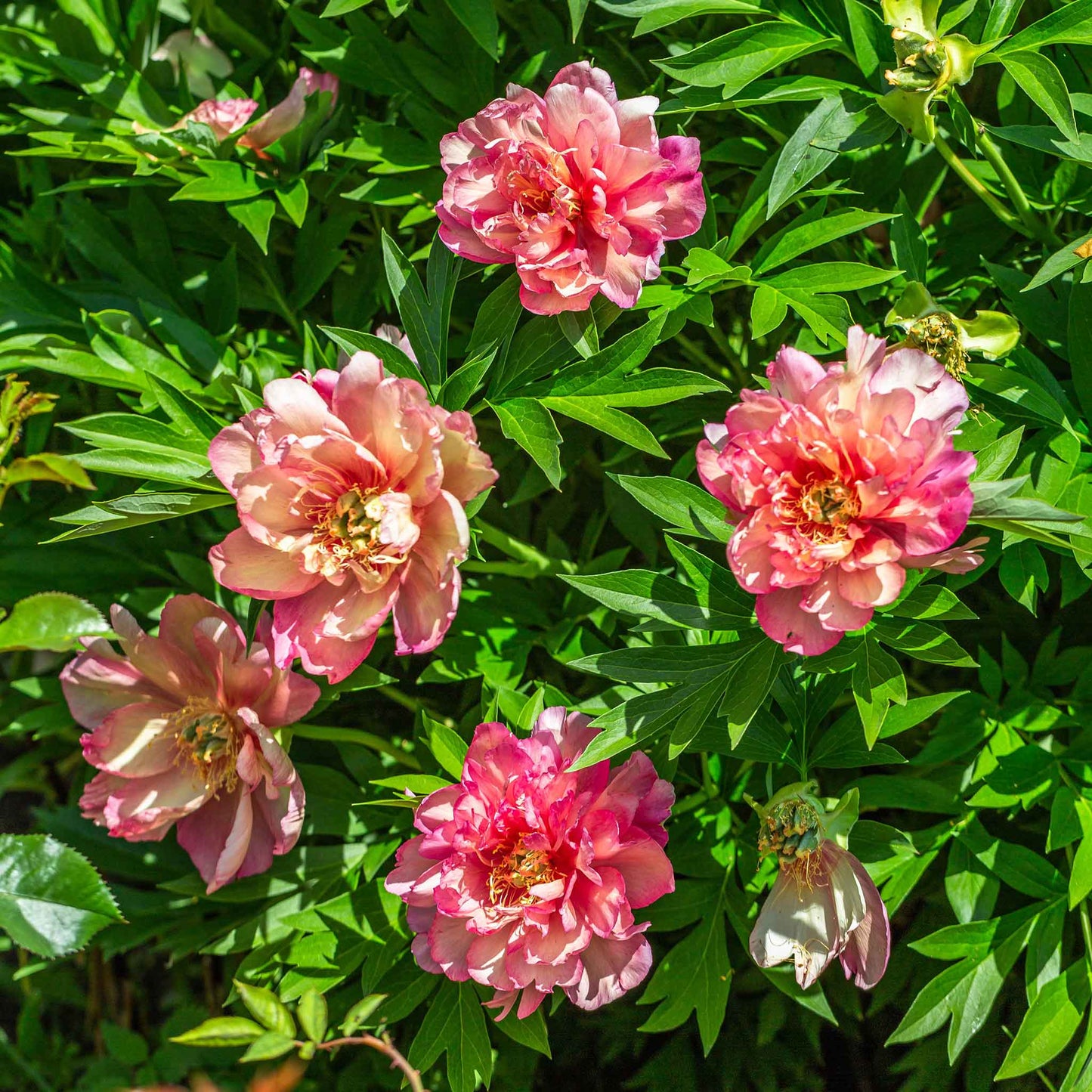 peony julia rose