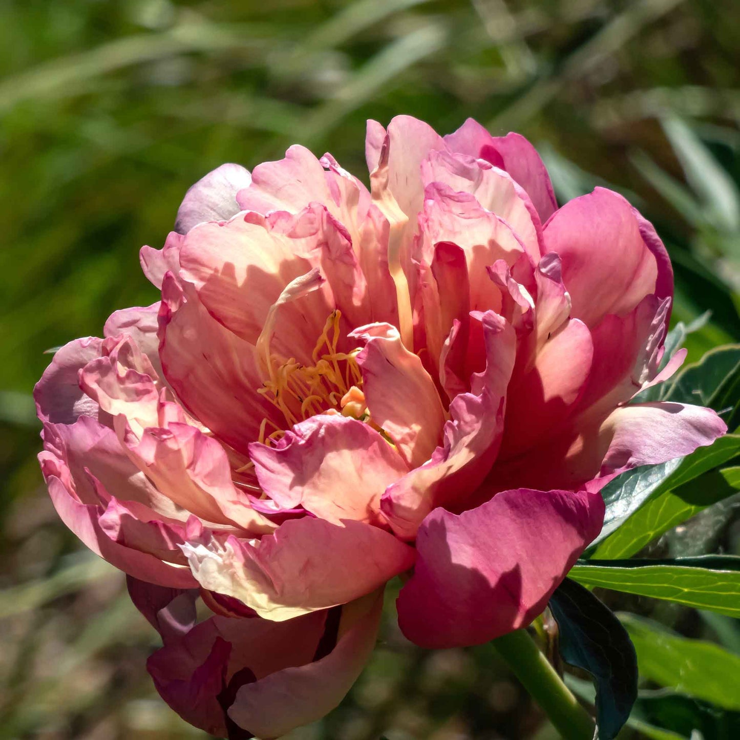 peony julia rose