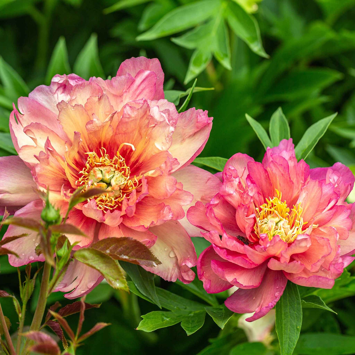 peony julia rose