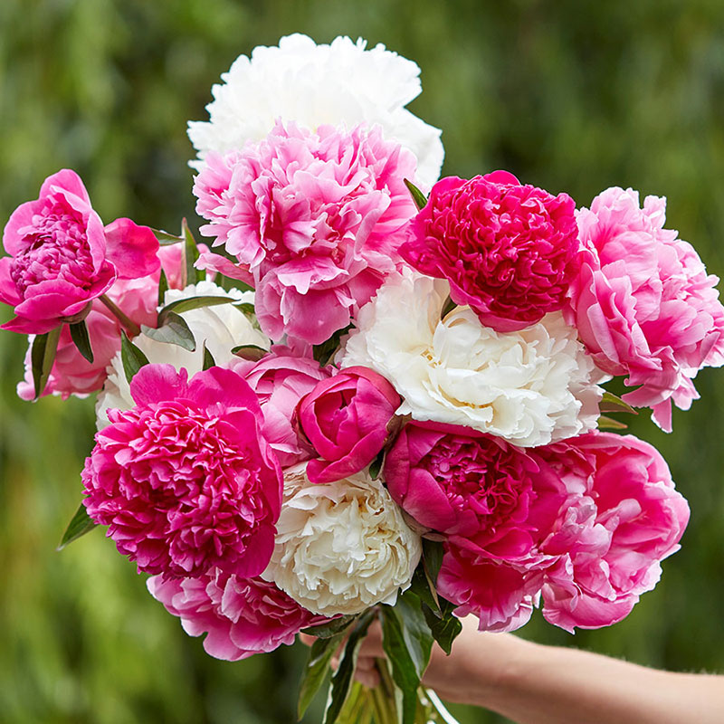 peony jumbo mix