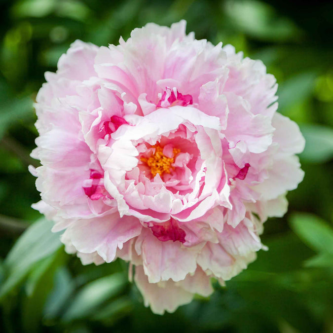 peony sarah bernhardt