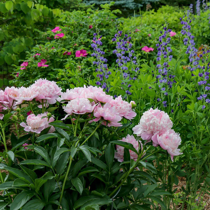 peony sarah bernhardt