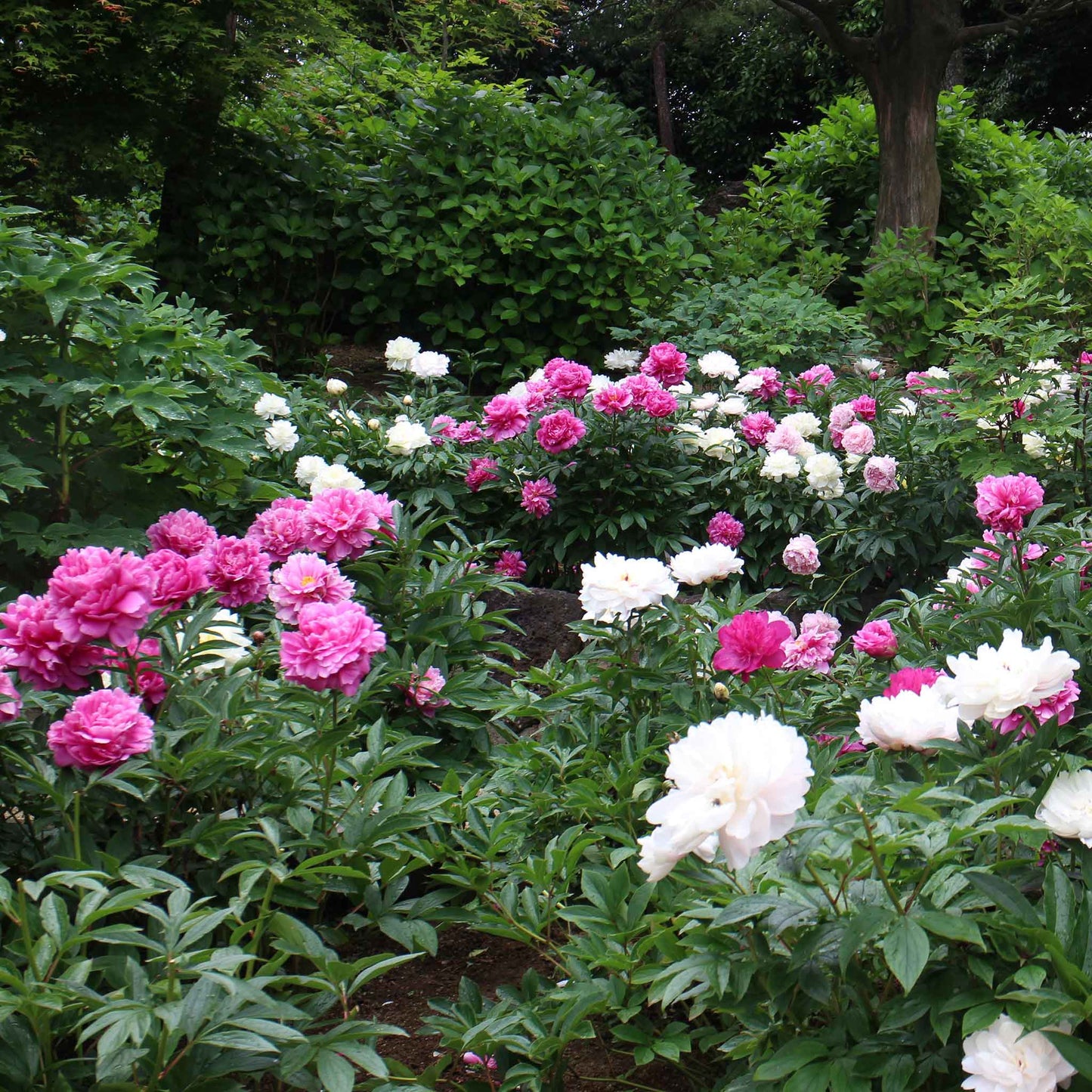 peony mix